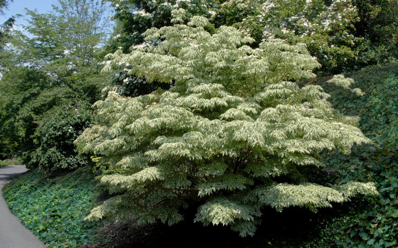  Samaritan Variegated Kousa Dogwood - 6 Gallon Pot