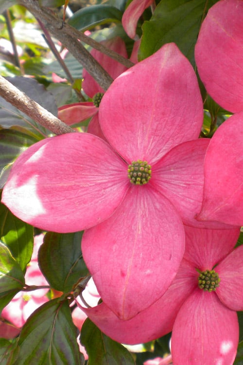  Pink Chinese Dogwood - Cornus Kousa 'Satomi' - 2 Gallon Pot