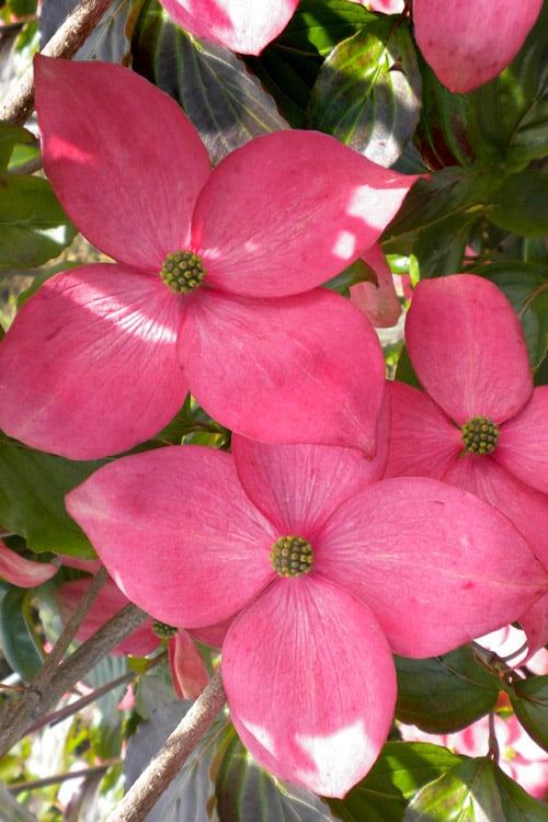  Pink Chinese Dogwood - Cornus Kousa 'Satomi' - 2 Gallon Pot