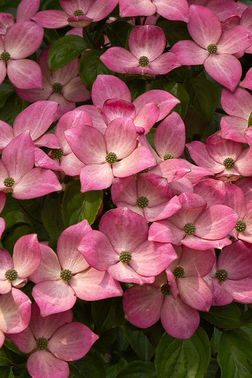  Pink Chinese Dogwood - Cornus Kousa 'Satomi' - 3 Gallon Pot