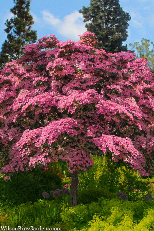  Pink Chinese Dogwood - Cornus Kousa 'Satomi' - 3 Gallon Pot