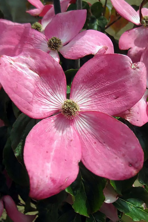  Pink Chinese Dogwood - Cornus Kousa 'Satomi' - 3 Gallon Pot
