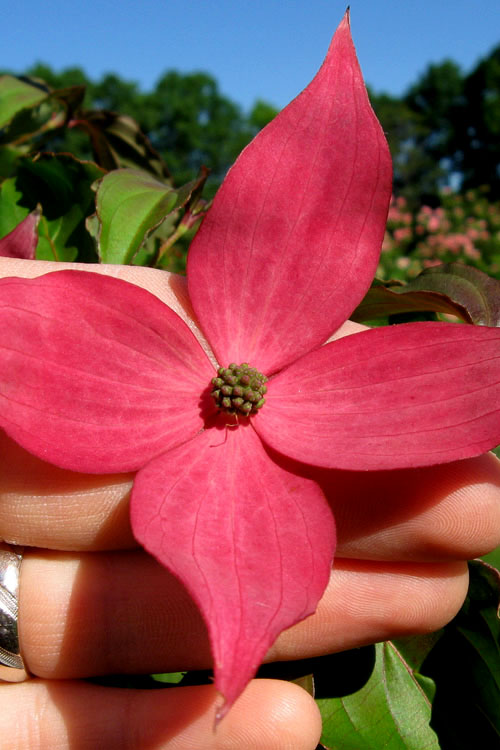  Scarlet Fire Dogwood (Cornus Kousa) - 1 Gallon Pot