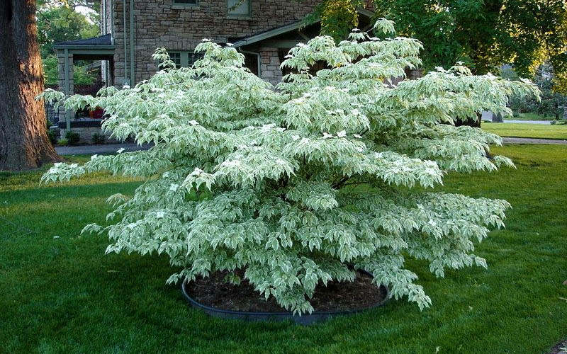  Wolf Eyes Variegated Kousa Dogwood - 2 Gallon Pot