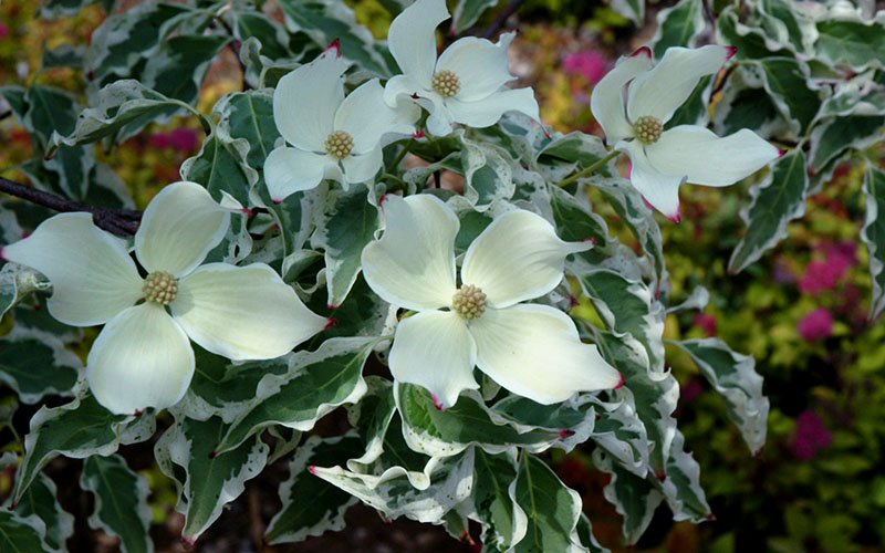  Wolf Eyes Variegated Kousa Dogwood - 2 Gallon Pot
