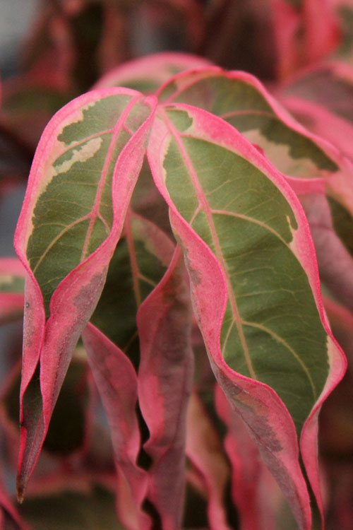  Wolf Eyes Variegated Kousa Dogwood - 2 Gallon Pot