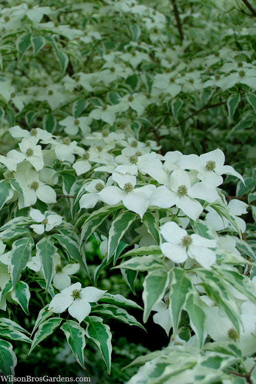  Wolf Eyes Variegated Kousa Dogwood - 2 Gallon Pot