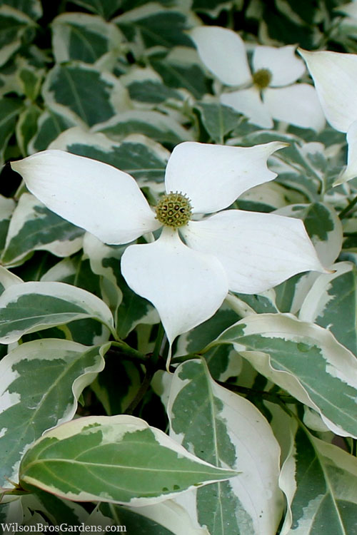  Wolf Eyes Variegated Kousa Dogwood - 2 Gallon Pot