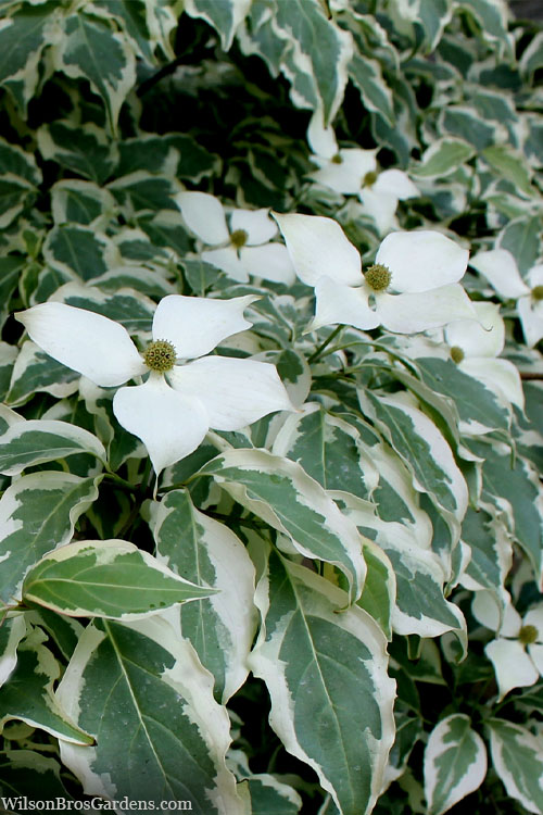 Wolf Eyes Variegated Kousa Dogwood - 2 Gallon Pot