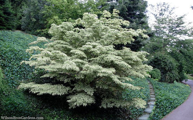  Wolf Eyes Variegated Kousa Dogwood - 2 Gallon Pot