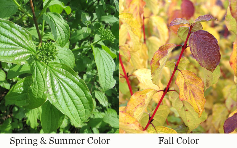  Bud's Yellow Twig Dogwood (Cornus Sericea) - 5 Gallon Pot
