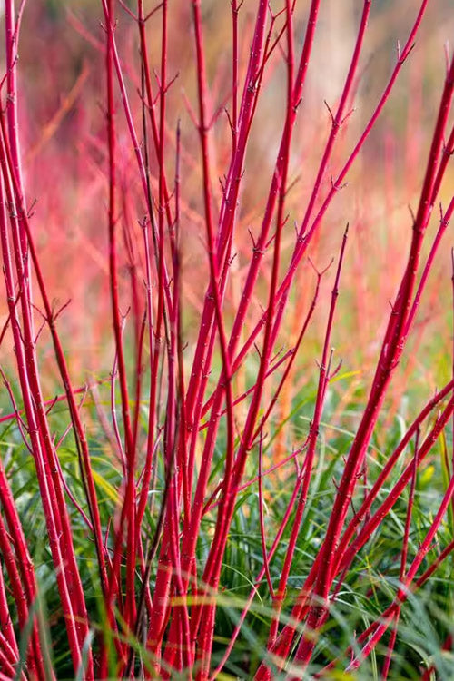  Bailey Red Twig Dogwood (Cornus Sericea 'Baileyi') - 5 Gallon Pot