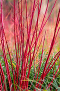  Bailey Red Twig Dogwood (Cornus Sericea 'Baileyi') - 5 Gallon Pot