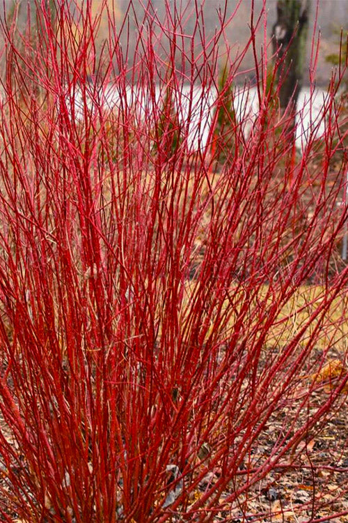  Bailey Red Twig Dogwood (Cornus Sericea 'Baileyi') - 5 Gallon Pot