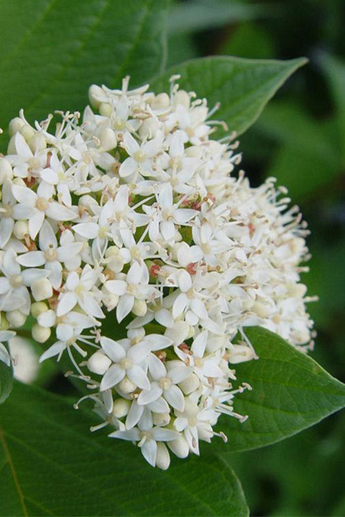  Bailey Red Twig Dogwood (Cornus Sericea 'Baileyi') - 5 Gallon Pot