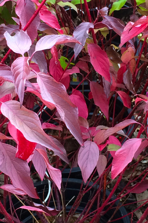  Bailey Red Twig Dogwood (Cornus Sericea 'Baileyi') - 5 Gallon Pot