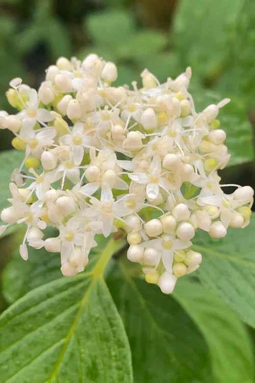  Bud's Yellow Twig Dogwood (Cornus Sericea) - 1 Gallon Pot