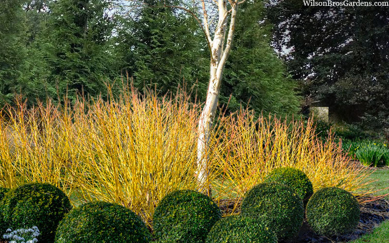  Bud's Yellow Twig Dogwood (Cornus Sericea) - 1 Gallon Pot