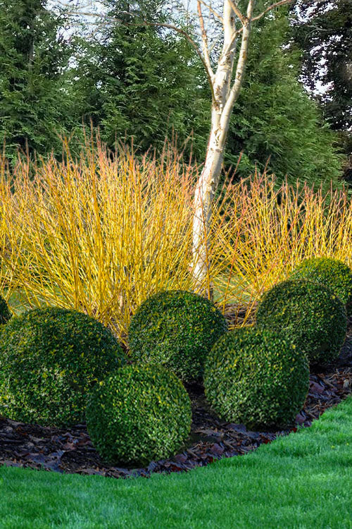  Bud's Yellow Twig Dogwood (Cornus Sericea) - 1 Gallon Pot