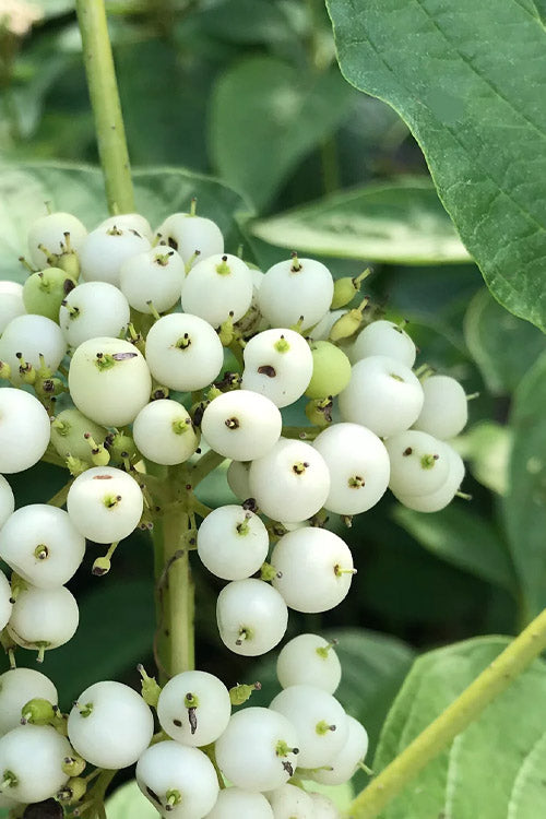  Bud's Yellow Twig Dogwood (Cornus Sericea) - 5 Gallon Pot