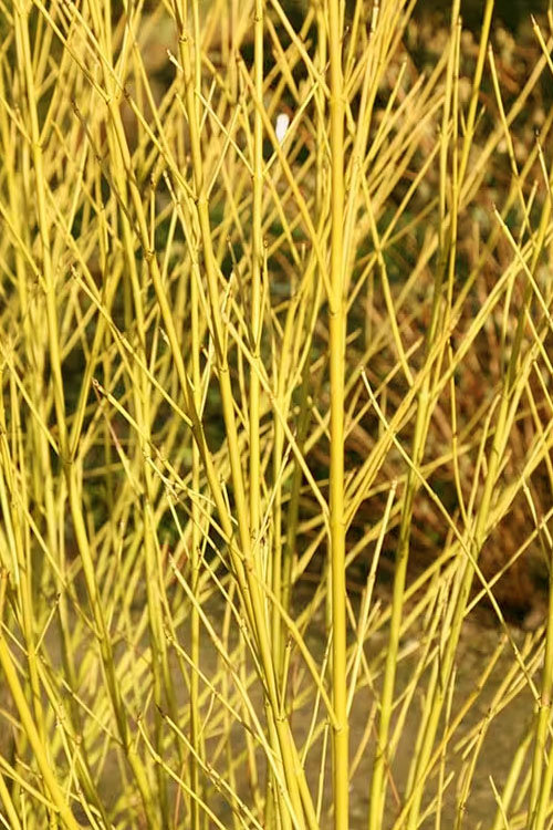  Bud's Yellow Twig Dogwood (Cornus Sericea) - 1 Gallon Pot