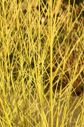 Bud's Yellow Twig Dogwood (Cornus Sericea) - 5 Gallon Pot