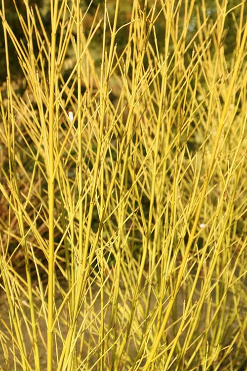  Bud's Yellow Twig Dogwood (Cornus Sericea) - 3 Gallon Pot