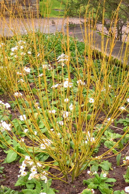  Bud's Yellow Twig Dogwood (Cornus Sericea) - 5 Gallon Pot