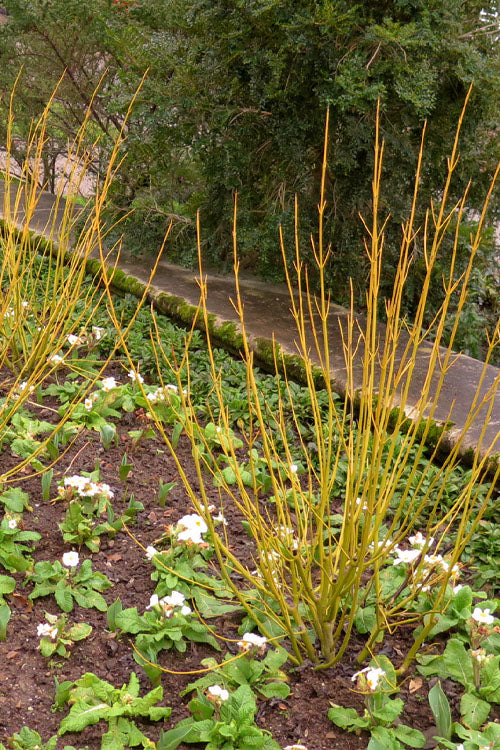  Bud's Yellow Twig Dogwood (Cornus Sericea) - 5 Gallon Pot
