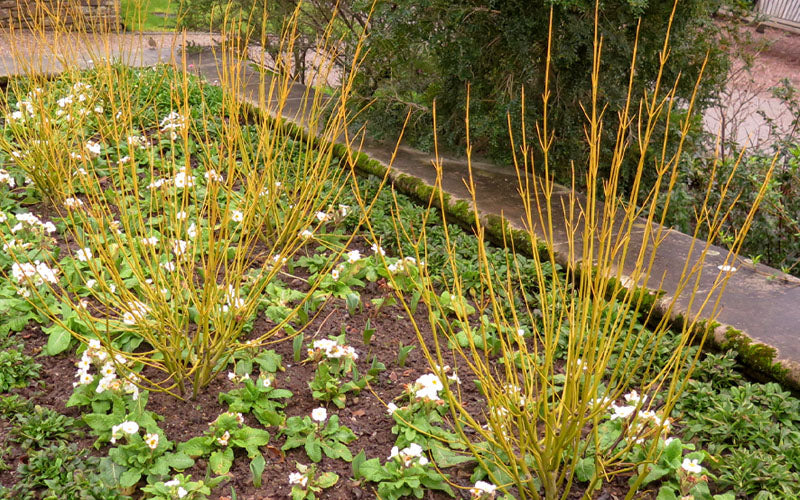  Bud's Yellow Twig Dogwood (Cornus Sericea) - 3 Gallon Pot