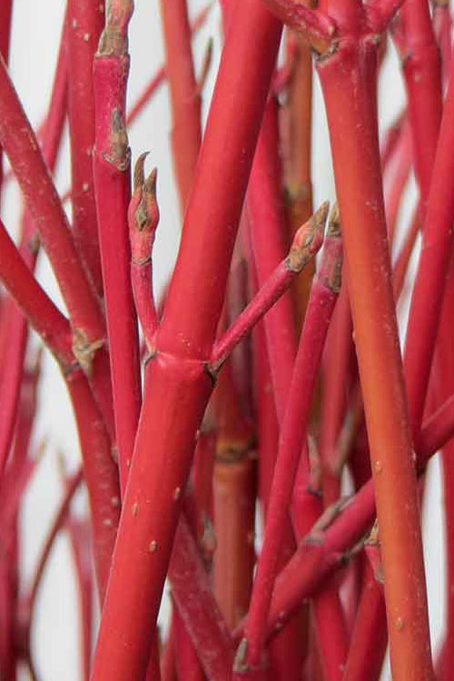  Cardinal Red Twig Dogwood - 1 Gallon Pot