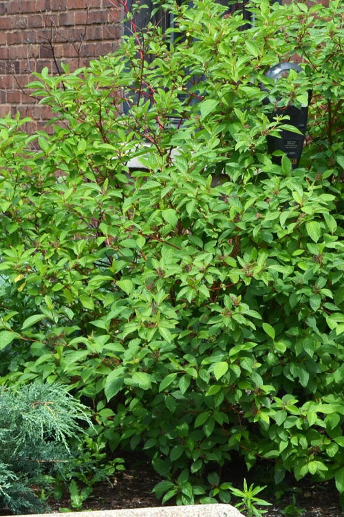  Cardinal Red Twig Dogwood - 1 Gallon Pot