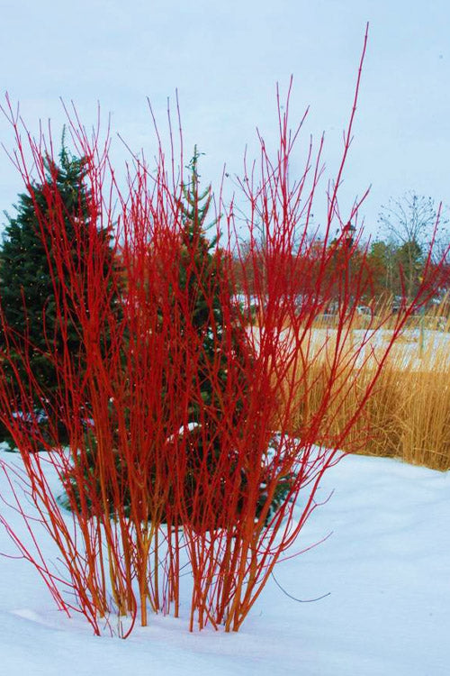  Cardinal Red Twig Dogwood - 1 Gallon Pot