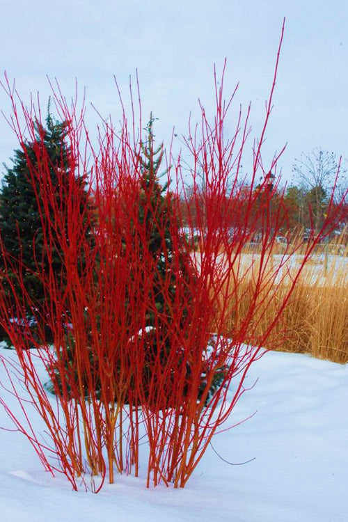  Cardinal Red Twig Dogwood - 1 Gallon Pot