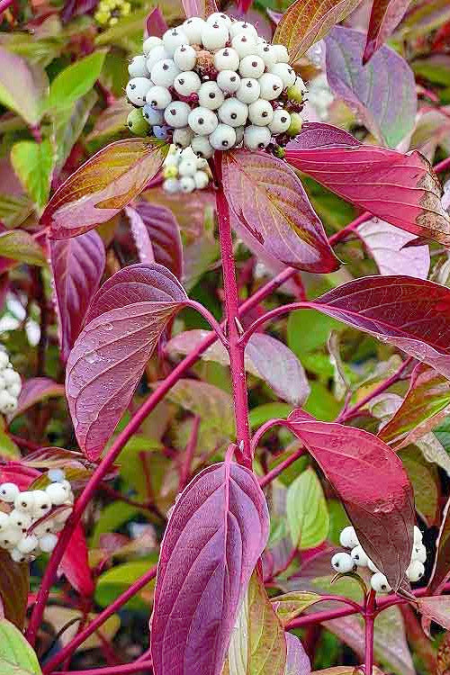  Cardinal Red Twig Dogwood - 1 Gallon Pot