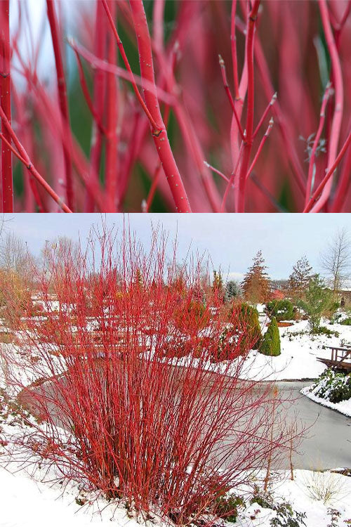  Cardinal Red Twig Dogwood - 1 Gallon Pot
