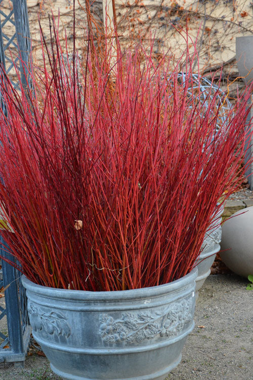  Cardinal Red Twig Dogwood - 1 Gallon Pot
