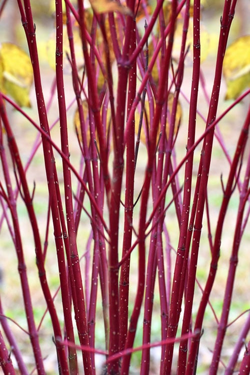  Arctic Fire Red Twig Dogwood - 3 Gallon Pot 
