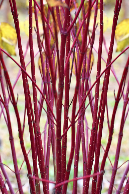  Arctic Fire Red Twig Dogwood - 5 Gallon Pot