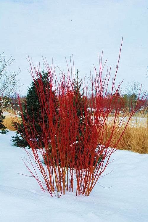  Red Osier Red Twig Dogwood (Cornus Sericea) - 3 Pack Of 1.5 Quart Pots