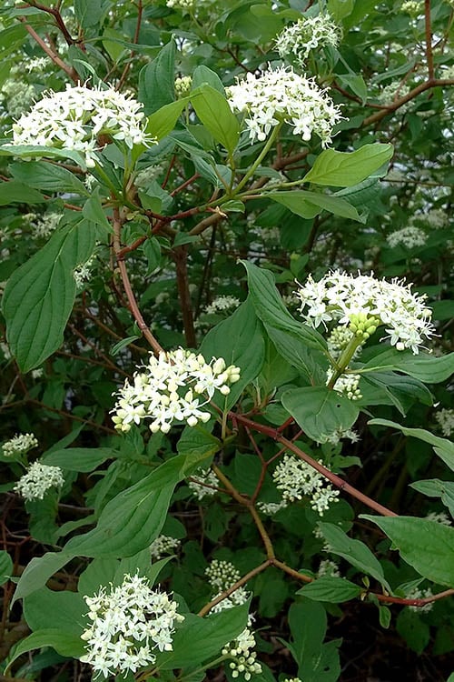  Red Osier Red Twig Dogwood (Cornus Sericea) - 2 Gallon Pot