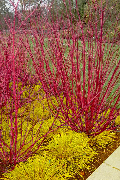  Red Osier Red Twig Dogwood (Cornus Sericea) - 3 Pack Of 1.5 Quart Pots