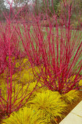 Red Osier Red Twig Dogwood (Cornus Sericea) - 3 Pack Of 1.5 Quart Pots