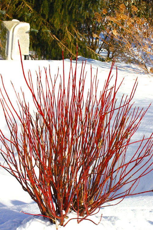  Arctic Fire Red Twig Dogwood - 3 Gallon Pot 