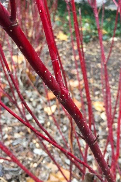  Arctic Fire Red Twig Dogwood - 3 Gallon Pot 