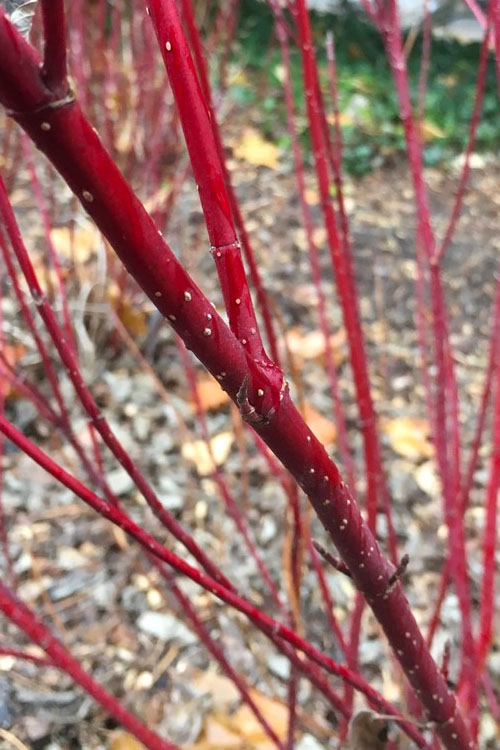  Arctic Fire Red Twig Dogwood - 3 Gallon Pot