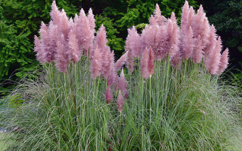  Pink Pampas Grass - 1 Gallon Pot