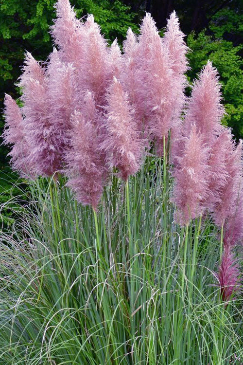  Pink Pampas Grass - 1 Gallon Pot