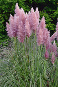  Pink Pampas Grass - 1 Gallon Pot
