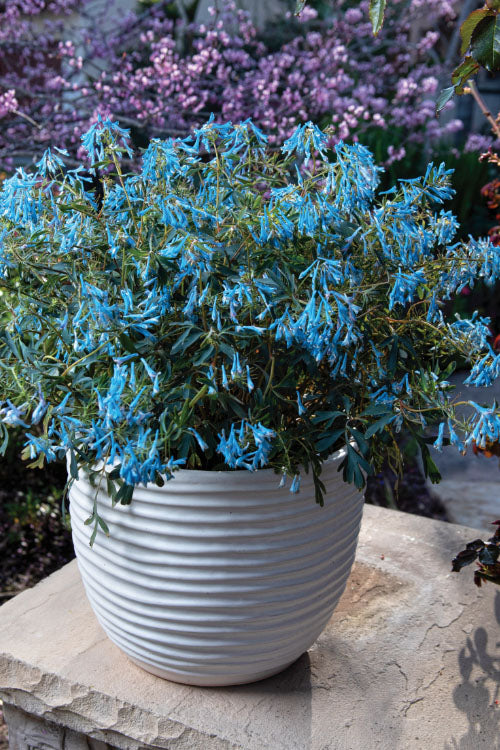  Hillier Porcelain Blue Corydalis - 1 Gallon Pot